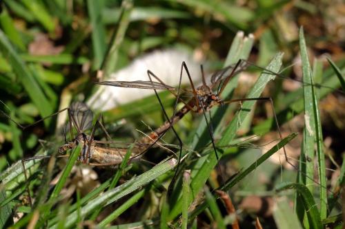 Tipula vernalis